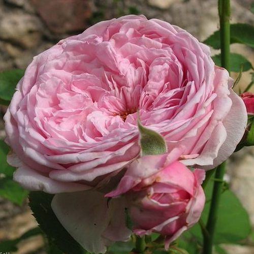 Rozen bestellen en bezorgen - Rosa Ausbite - roze - engelse roos - sterk geurende roos - David Austin - -